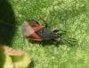 Oxycarenus lavaterae
